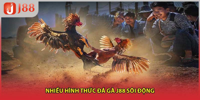 Nhiều hình thức đá gà J88 sôi động